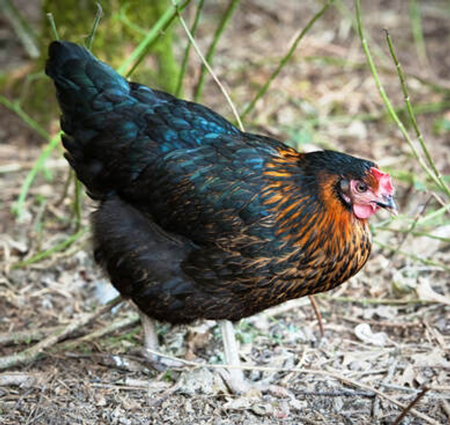 Rhode rock pullet - PRE ORDER FOR MARCH 2026