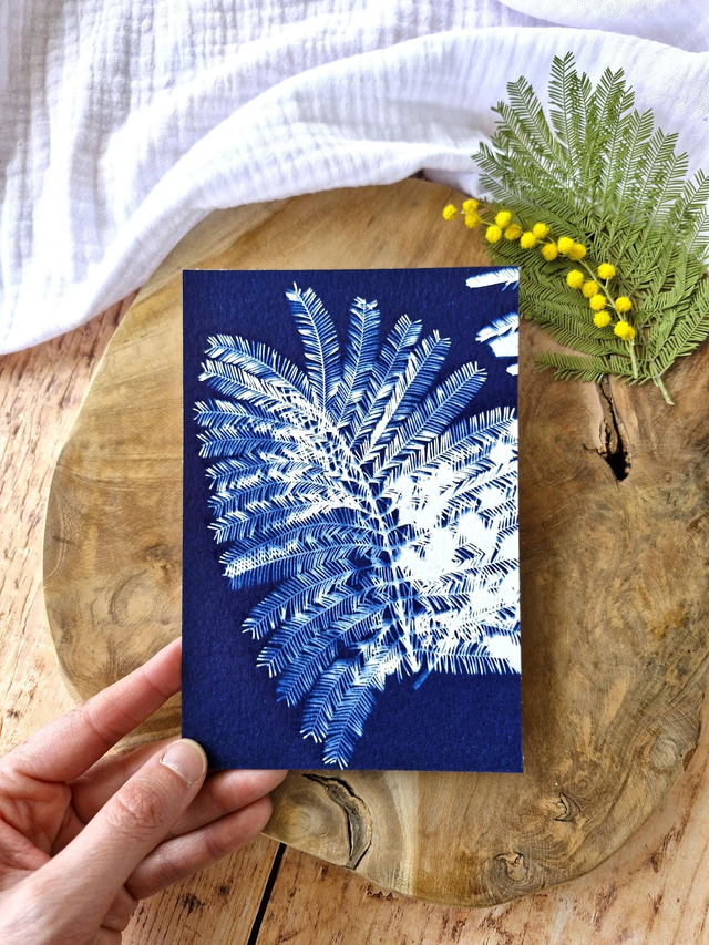 💙 Cyanotype - Carte 1 - Mimosa Ô! - Mini CyanÔ