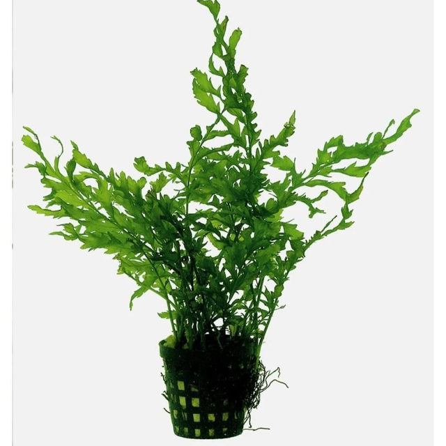 AP Bolbitus Heudelotti 8715897314841