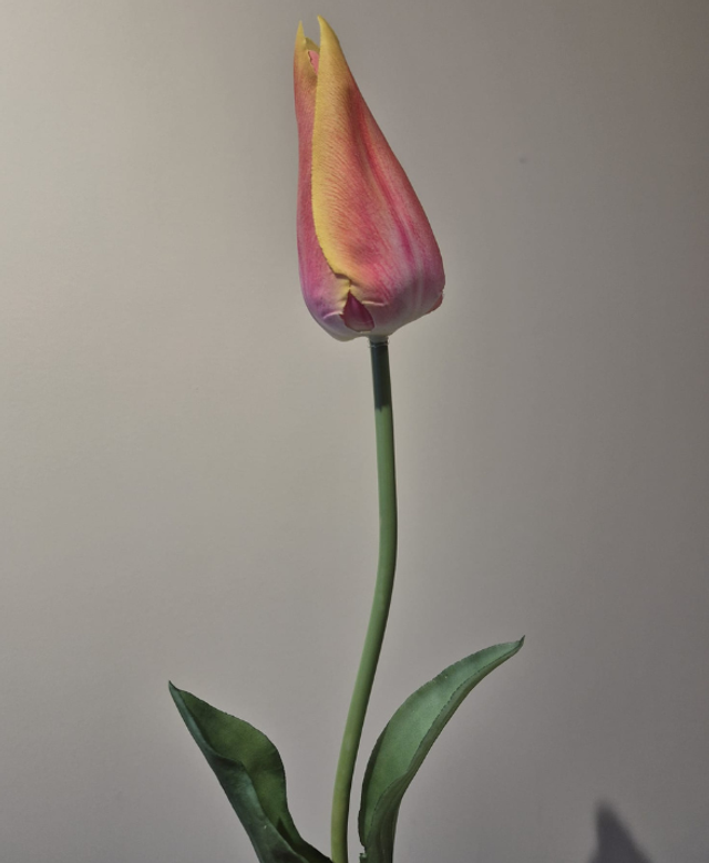 Tulp single oranje