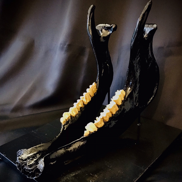 Mâchoire bovine noire 