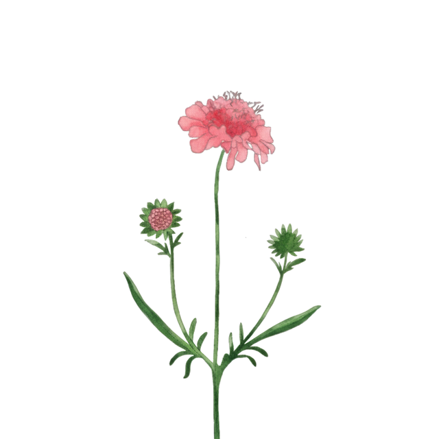 Scabious 'Salmon Rose'