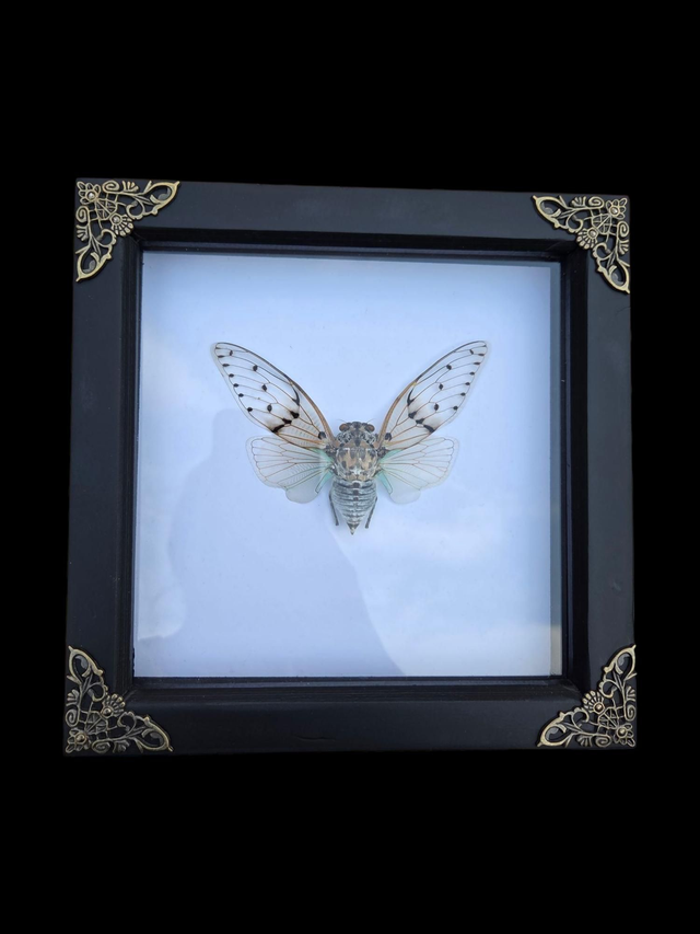 Ghost Cicada with Vintage style corners