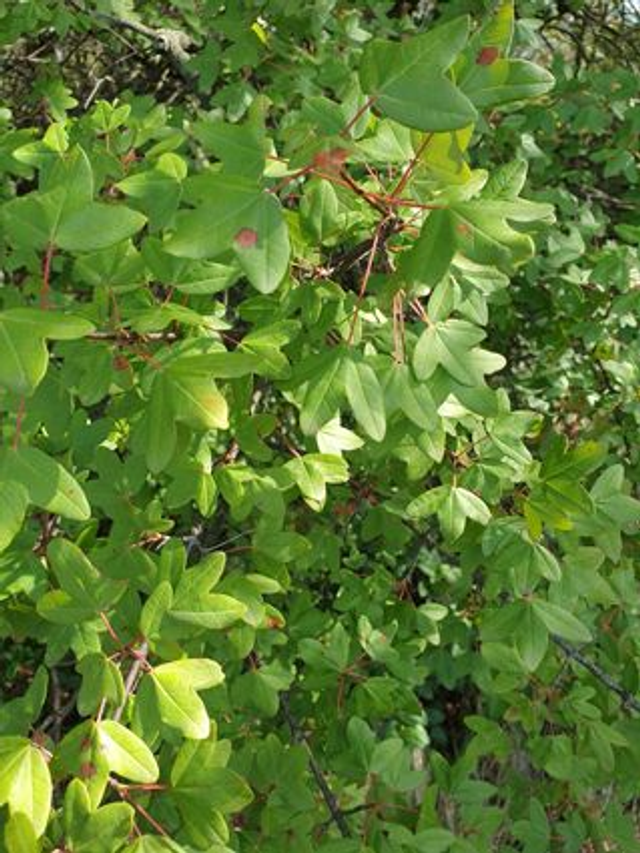 Erable de Montpellier (Acer monspessulanum)