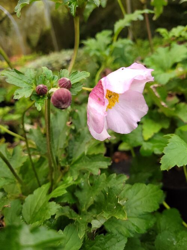 Anemone 'Dainty Swan' P9 (0.5l) 