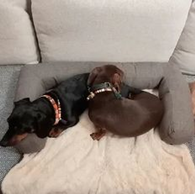 Sofa beschermer