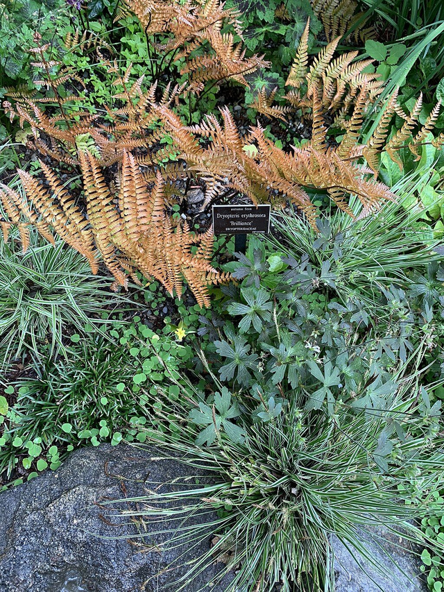 Dryopteris erythrosora 'Brilliance' RHS AGM P9