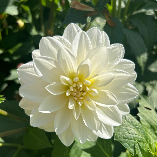 White Onesta 164