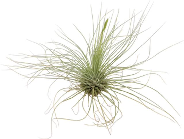 Tillandsia fuchsii gracilis L