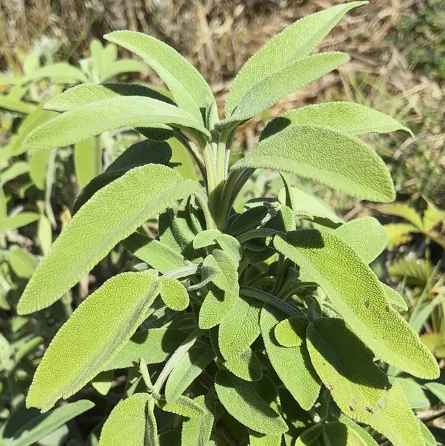  Sauge Médicinale AB - Salva officinalis