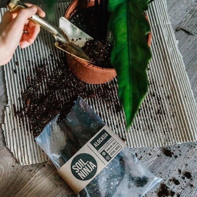 Alocasia Soil 2.5L