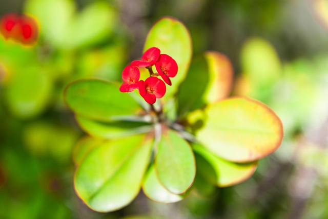 HE Gaulthérie odorante 