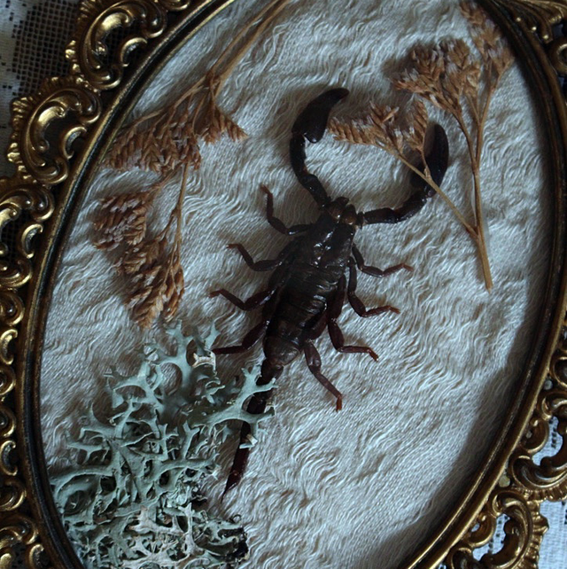 Scorpion naturalisé 