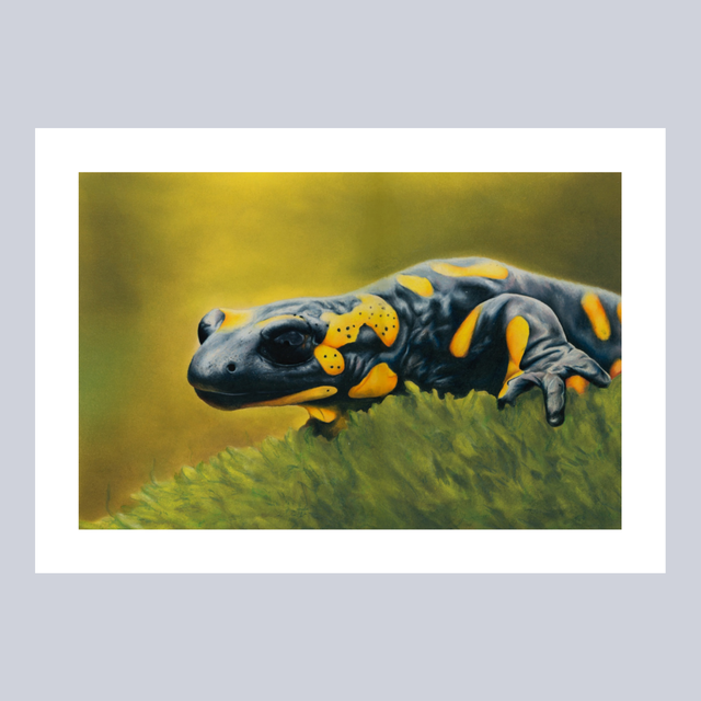 Reproductions - Salamandre N°1