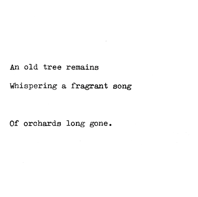 Daily Poem No. 19