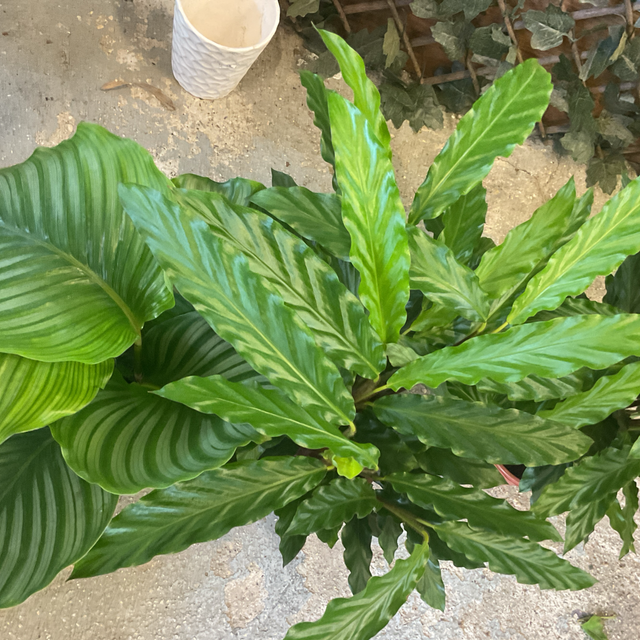 Calathea