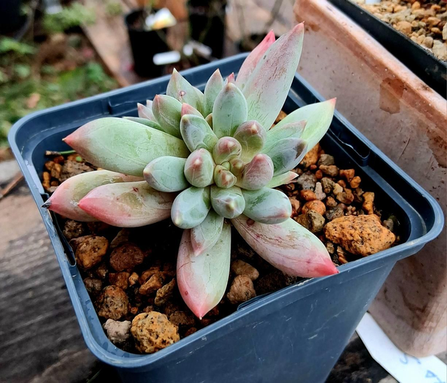 D175 . Pachyveria glauca