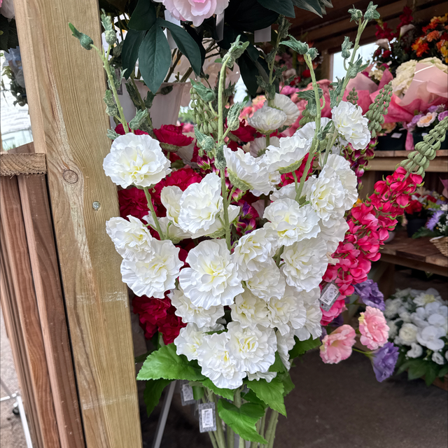 Tiges roses trémière 