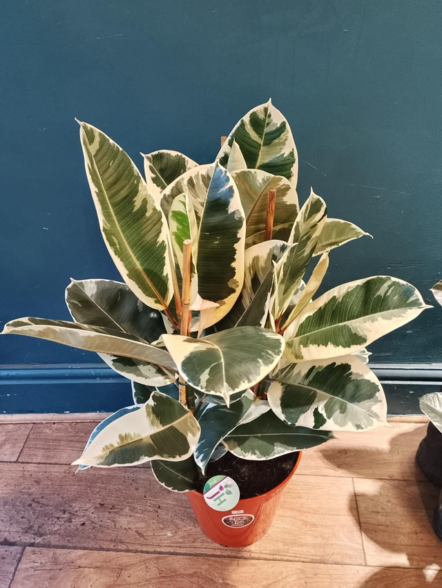 Ficus tineke in 25cm pot 95cm tall. 