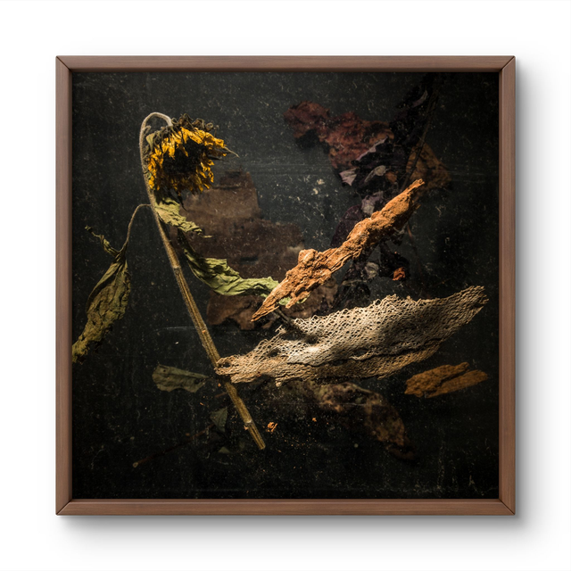 THE-SUNFLOWER-SHIELD  FINE ART PRINT 30X30CM 