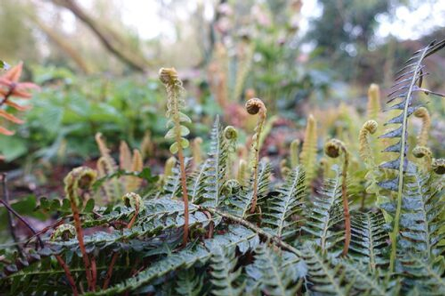 Blechnum penna-marina - Little Hard Fern P9 (0.5 litre)