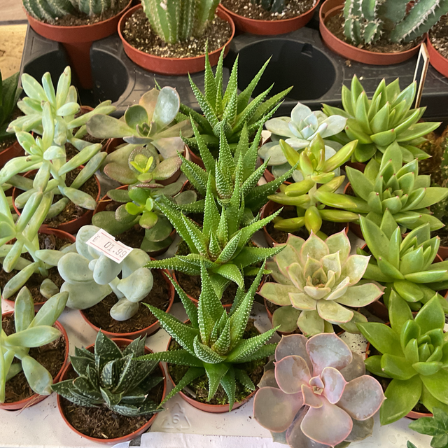 Mini plante grasse 