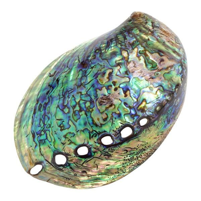 Real Polished (Abalone) Paua Shell