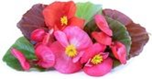 Véritable Lingot Begonia