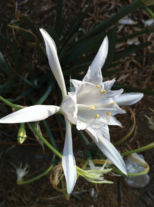 Poseidon's Trumpet Essence