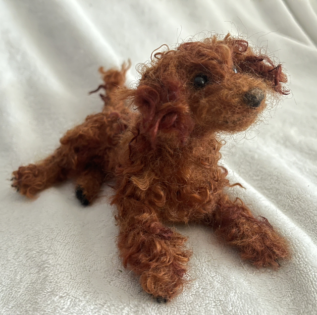 Labradoodle naaldvilt huisdier