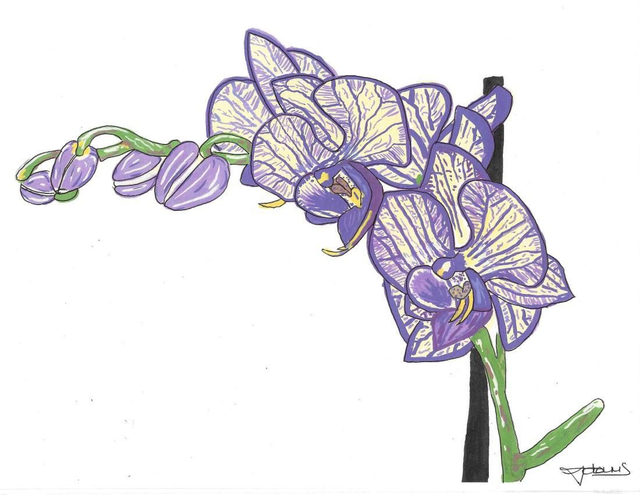 A4 print - The Orchid