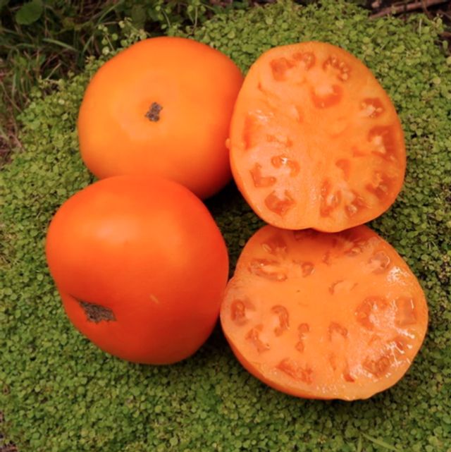 Tomate chair de boeuf orange Persimmon