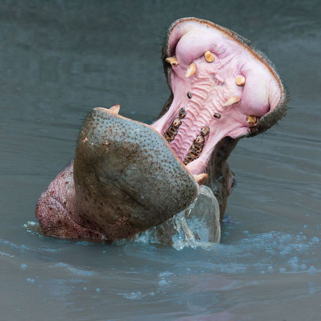 Tirage d'art : Hip'eau