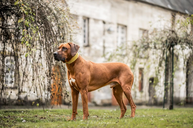 Collier Glossy Jaune