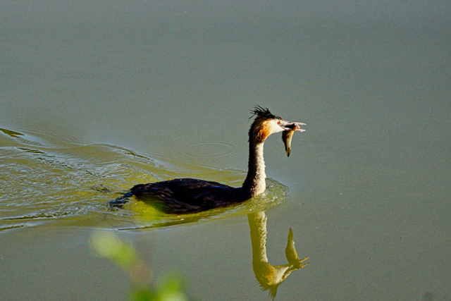Grèbe Huppé et sa proie
