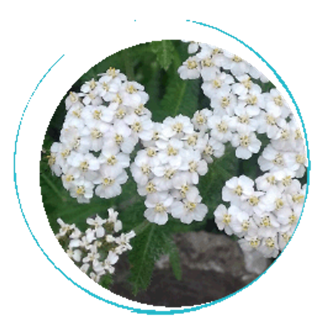 Macération solaire d’Achillée