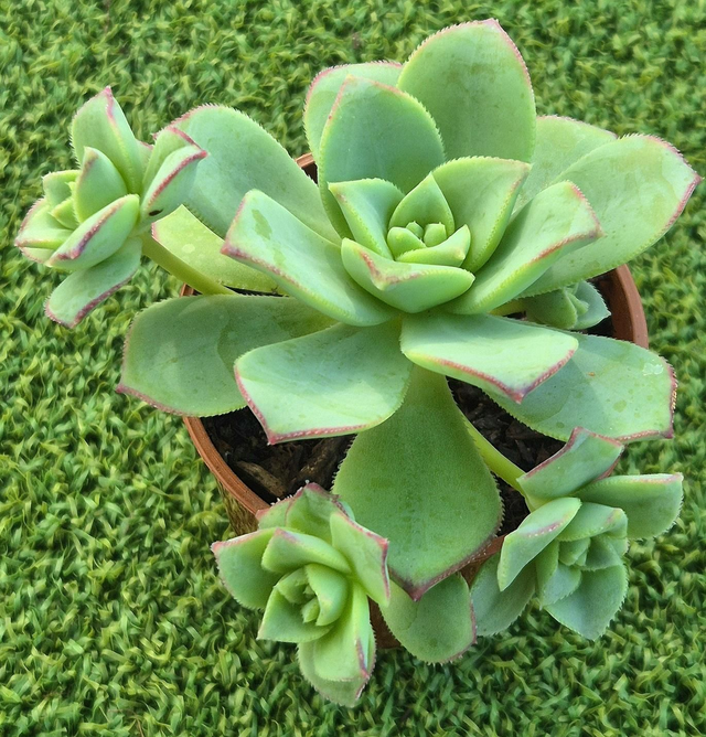 Aeonium haworthii