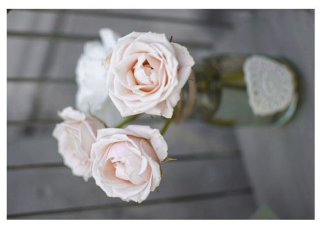 Carte Postale - Série Fleurie