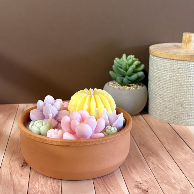 Cactus forêt Sunny - 262gr