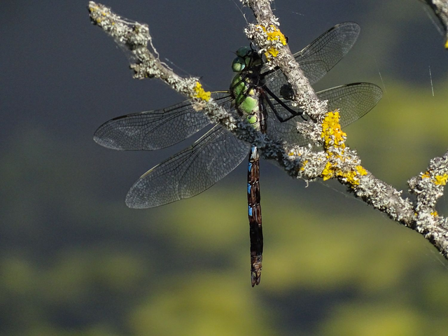 Dragonfly - Anax imperator (4 foto)