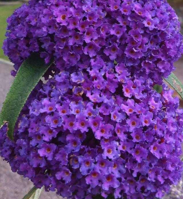 Buddleja davidii 'Black Knight' - 1 ltr pot
