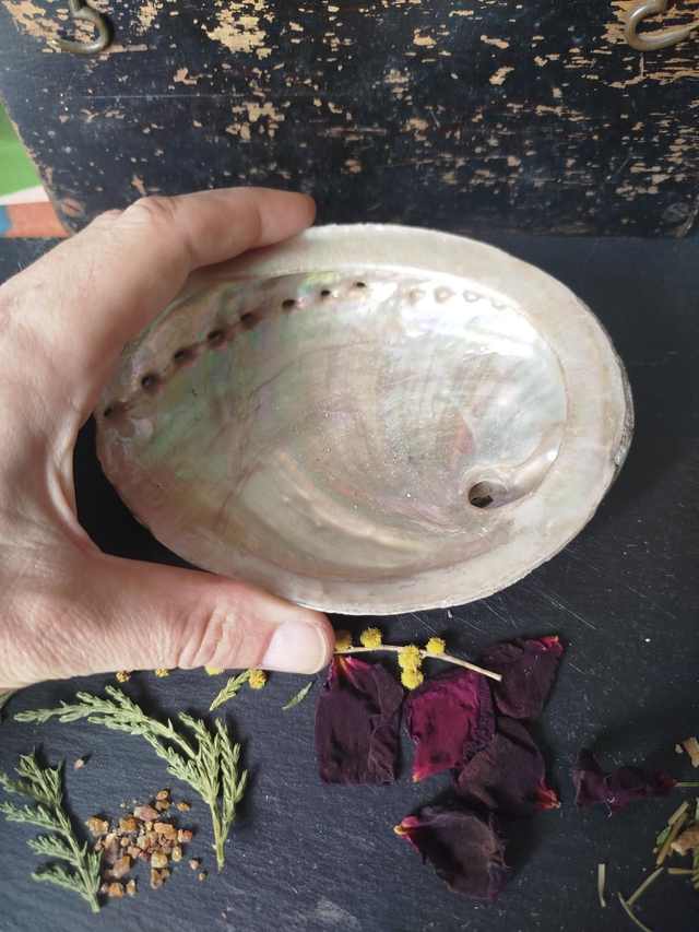 Coquille d'Ormeaux Moyenne 