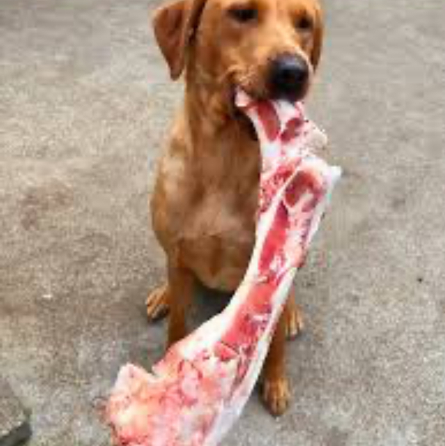 Giant jurassic bone x1