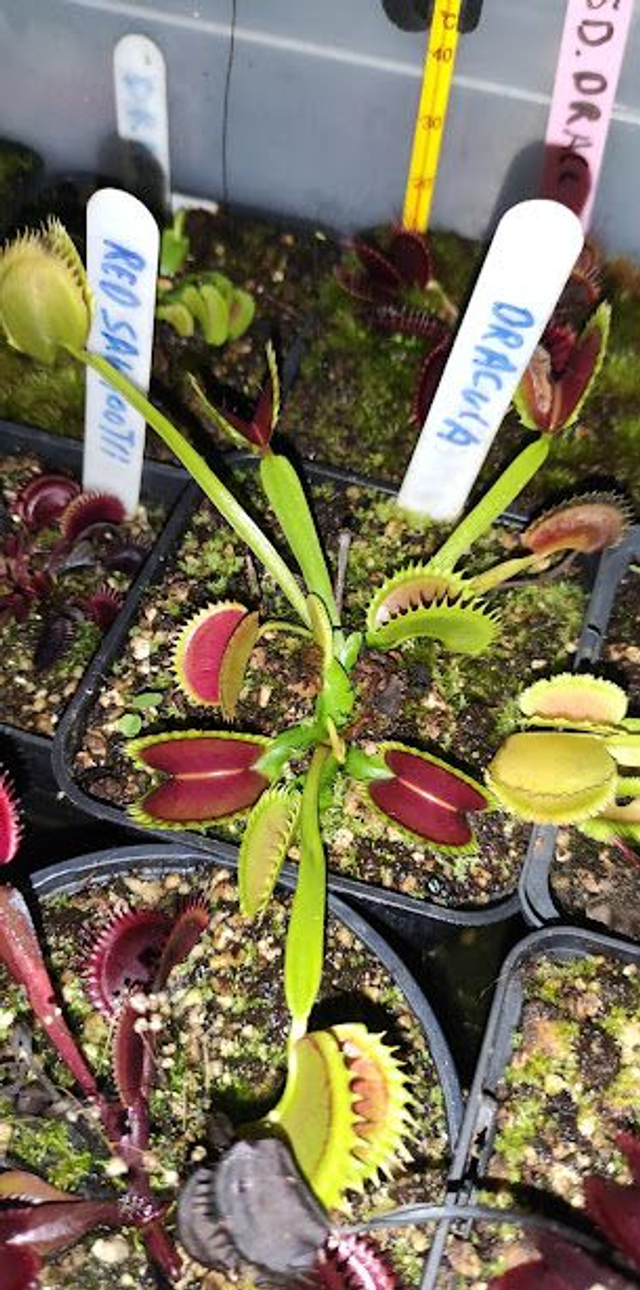 Dionaea muscipula Dracula