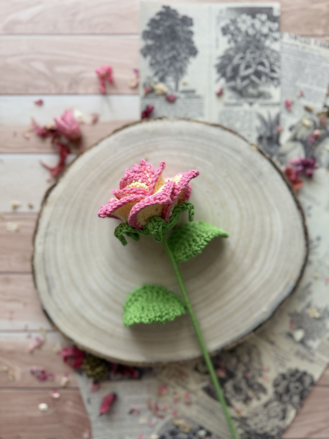 Rose peace et ses feuilles