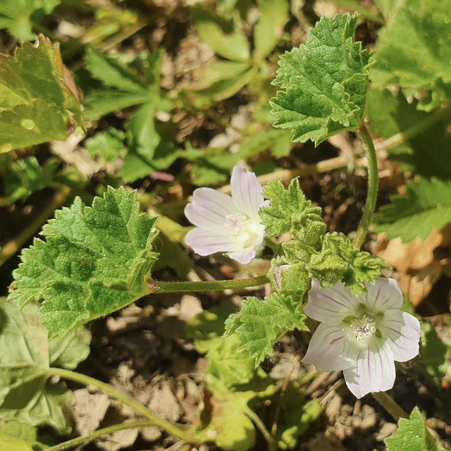 Petite mauve (Malva neglecta )