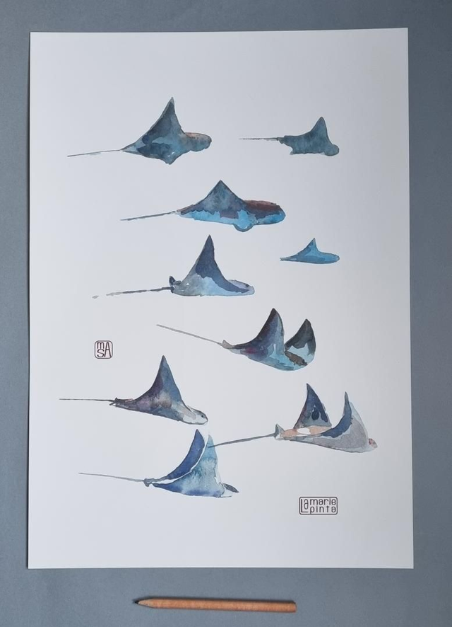 Raies qui volent à partir de 4€