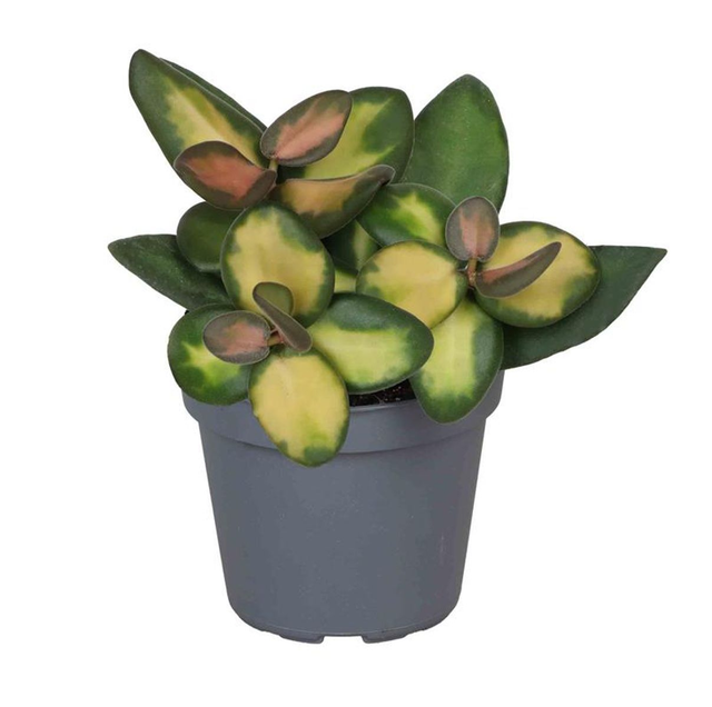 A21 . Hoya burtoniae 'Variegata'