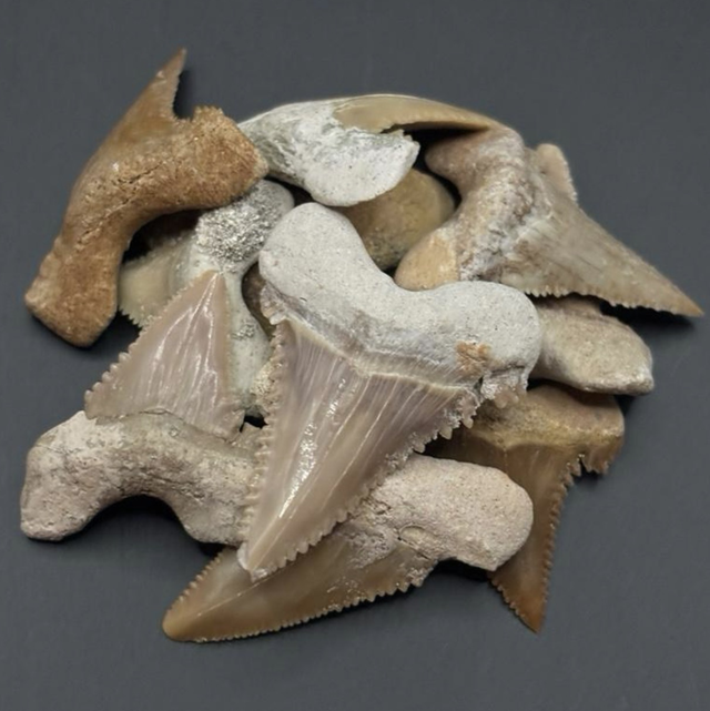Palaeocarcharodon Shark Tooth