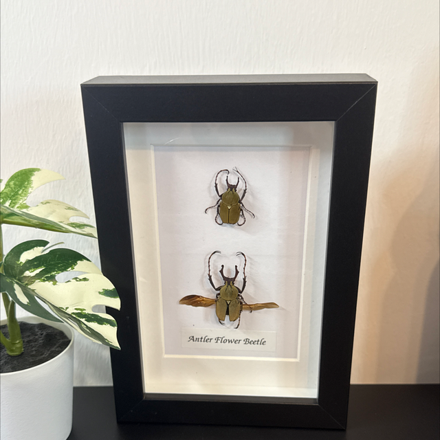 Antler Flower Beetle 